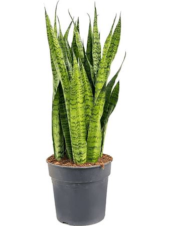 Sansevieria Zeylanica