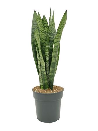 Sansevieria Zeylanica