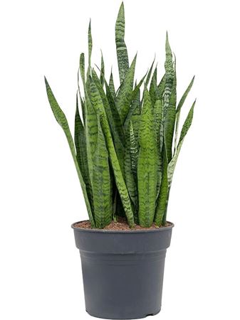 Sansevieria Zeylanica