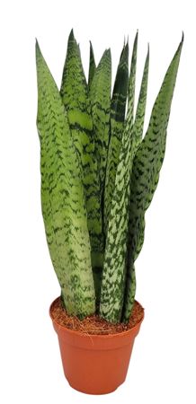 Sansevieria Zeylanica Straight