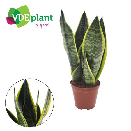 Sansevieria Futura Superba