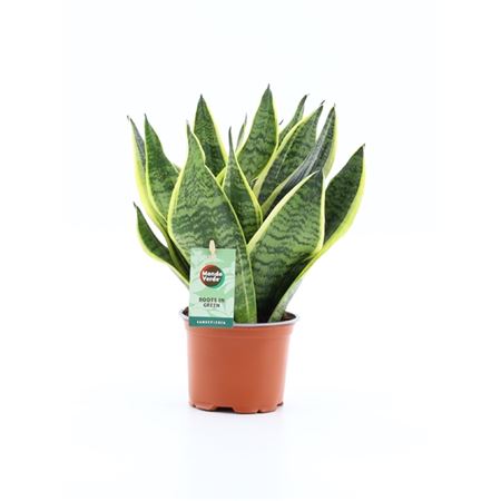 Sansevieria Futura Superba