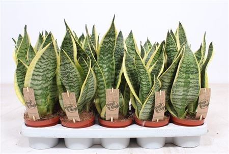 Sansevieria Superba