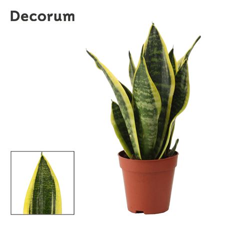 Sansevieria Superba (decorum)