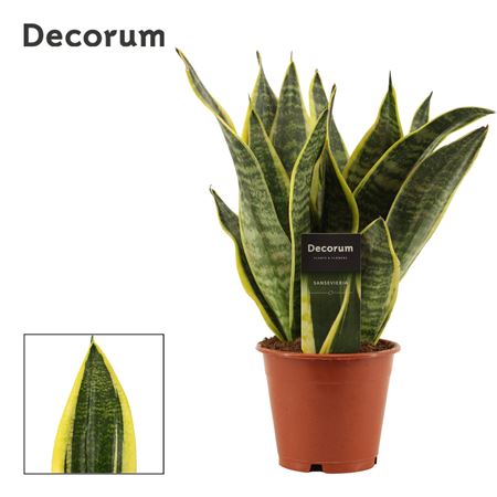 Sansevieria Superba (decorum)