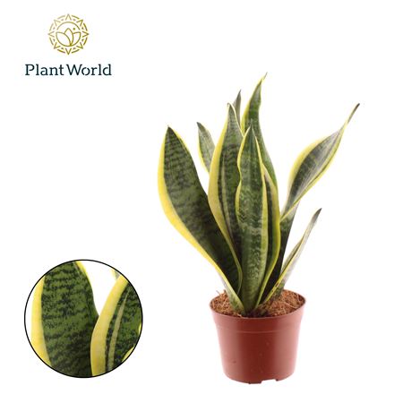 Sansevieria Futura Superba