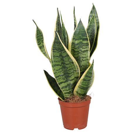 Sansevieria Superba
