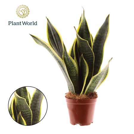 Sansevieria Futura Superba