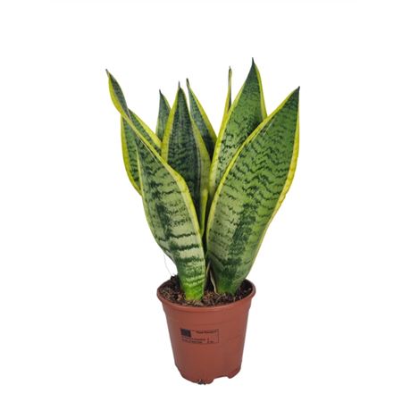 Sansevieria Superba