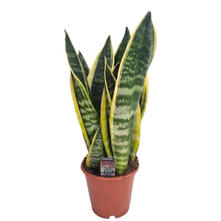 Sansevieria Superba