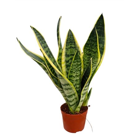 Sansevieria Superba