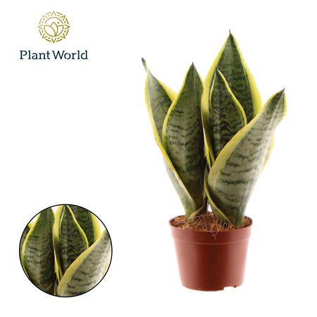 Sansevieria Futura Superba 3pp (decorum)