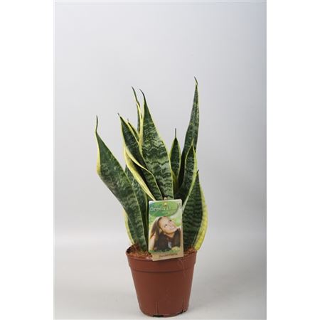 Sansevieria Futura Superba