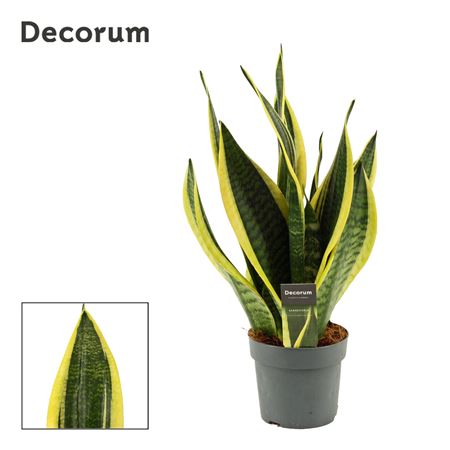 Sansevieria Superba (decorum)