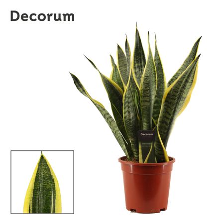 Sansevieria Superba (decorum)