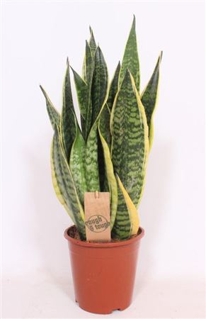 Sansevieria Superba