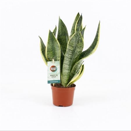 Sansevieria Futura Superba