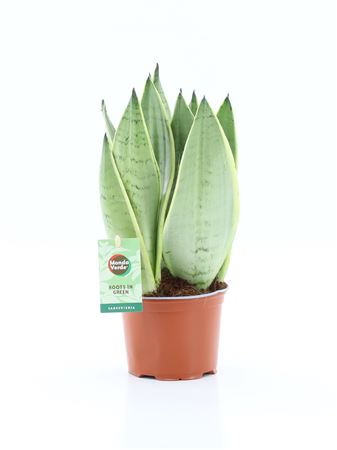 Sansevieria Futura Silver Superba
