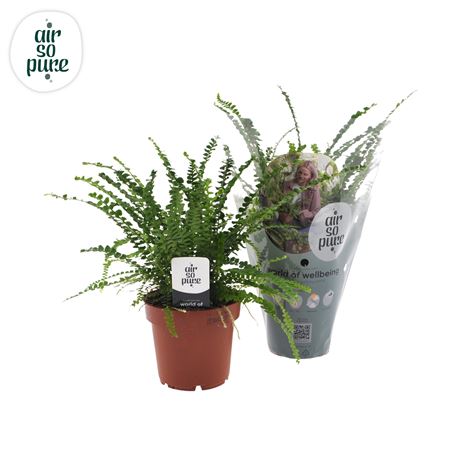 Nephrolepis Duffi