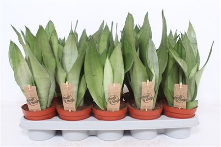 Sansevieria Moonshine