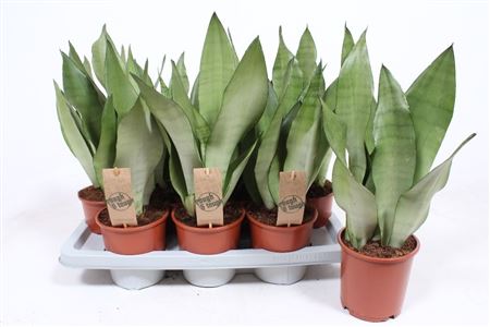 Sansevieria Moonshine
