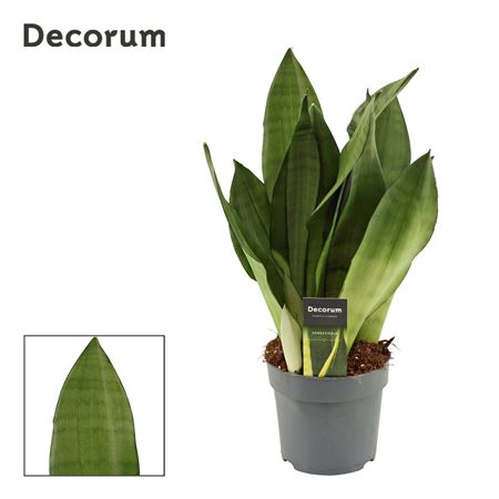 Sansevieria Moonshine (decorum)