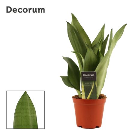 Sansevieria Moonshine (decorum)
