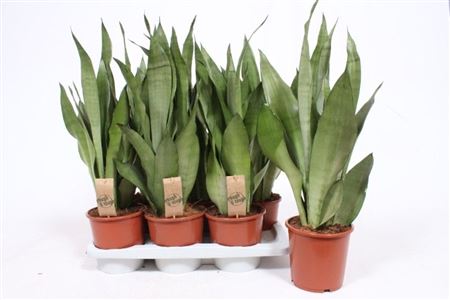 Sansevieria Moonshine