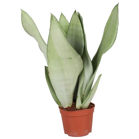 Sansevieria Moonshine
