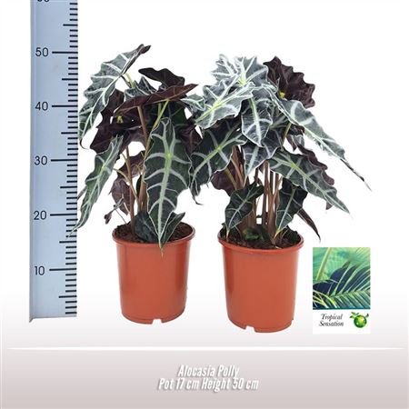 Alocasia Polly