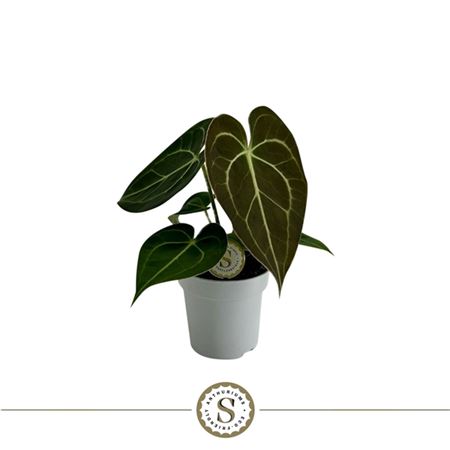 Anthurium Clarinervium Mini