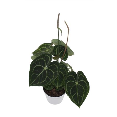 Anthurium Clarinervium