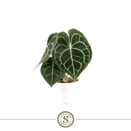 Anthurium Clarinervium