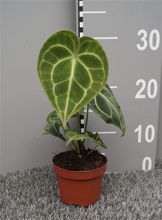 Anthurium Clarinervium