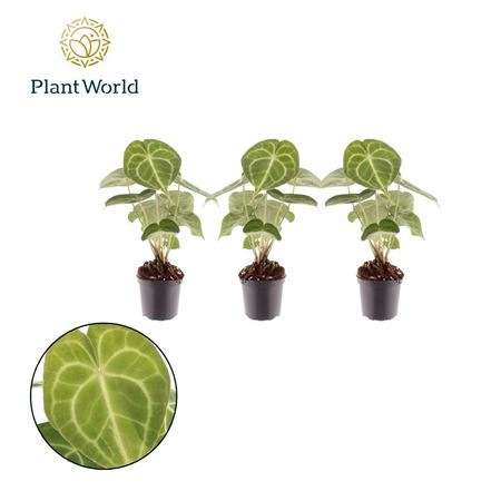 Anthurium Clarinervium 7