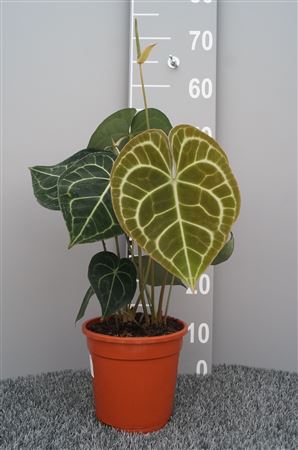 Anthurium Clarinervium
