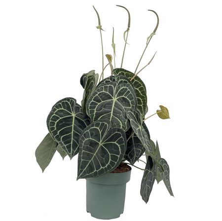 Anthurium Clarinervium