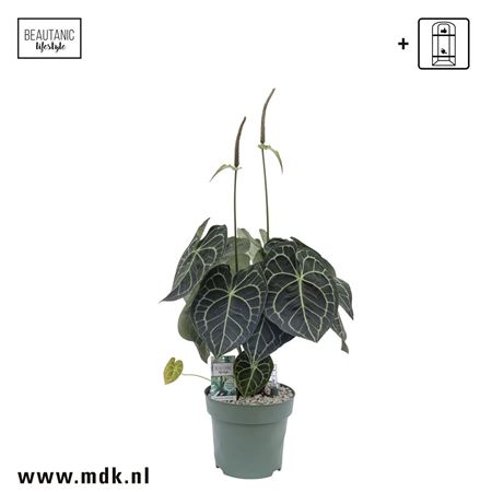 Anthurium Clarinervium