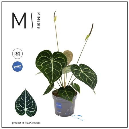 Anthurium Crystallium Karma Clarinervium