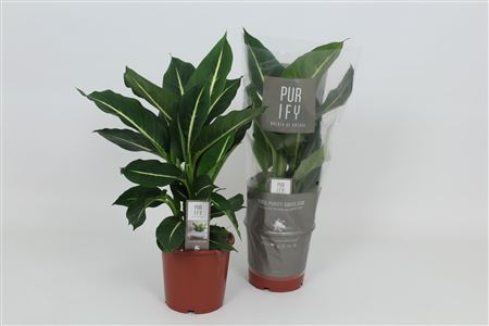 Dieffenbachia Green Magic