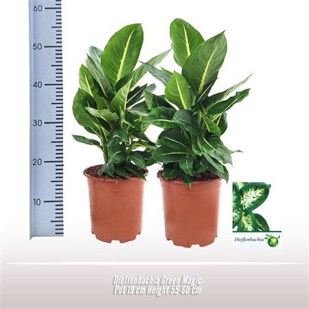 Dieffenbachia Green Magic