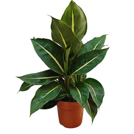 Dieffenbachia Green Magic