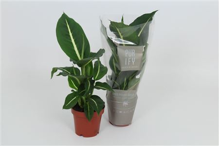 Dieffenbachia Green Magic