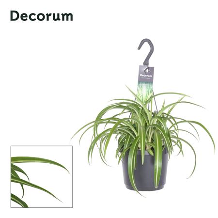 Chlorophytum Comosum Bonnie