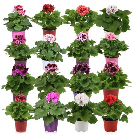 Pelargonium Grandi Mix