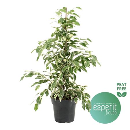 Ficus Be Twilight