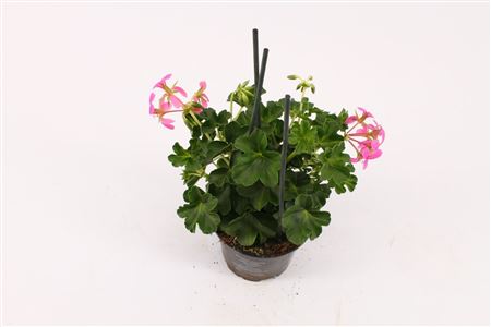Pelargonium Pelt Decora Lila