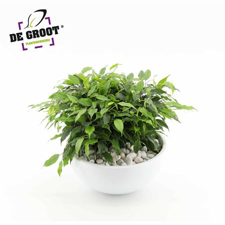 Ficus Green Kinky In Bowl