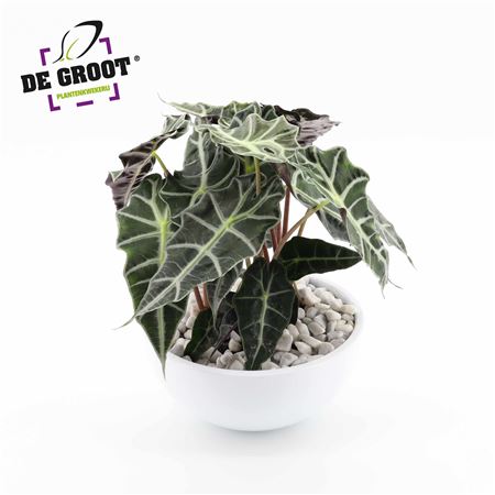 Arrangement Alocasia In Bowl
