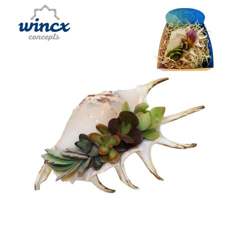 Uniqueshells 'lambis